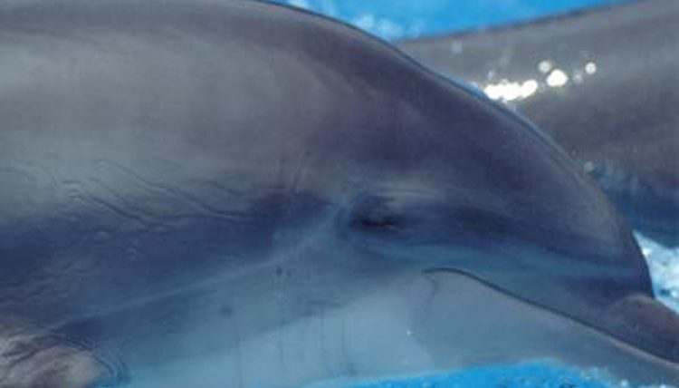 documentation sur les dauphins