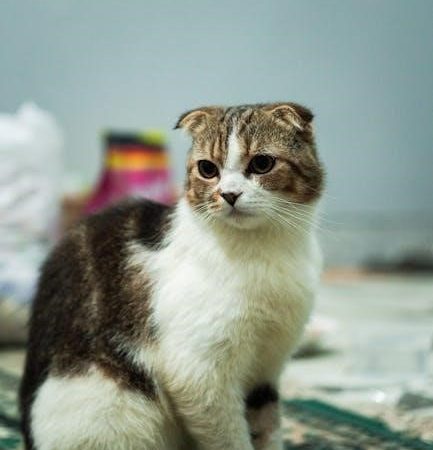 cat quest trophy guide