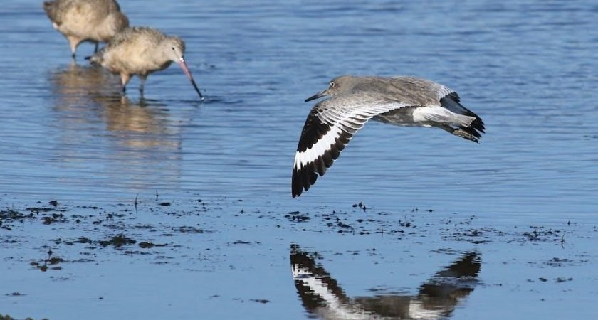 birds of illinois field guide