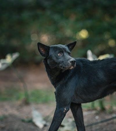 let’s talk… a pocket rhetoric pdf free download