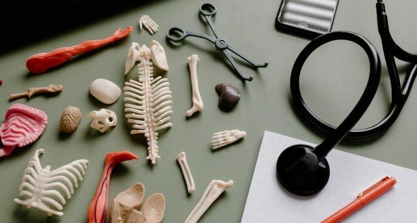 netter atlas of human anatomy pdf